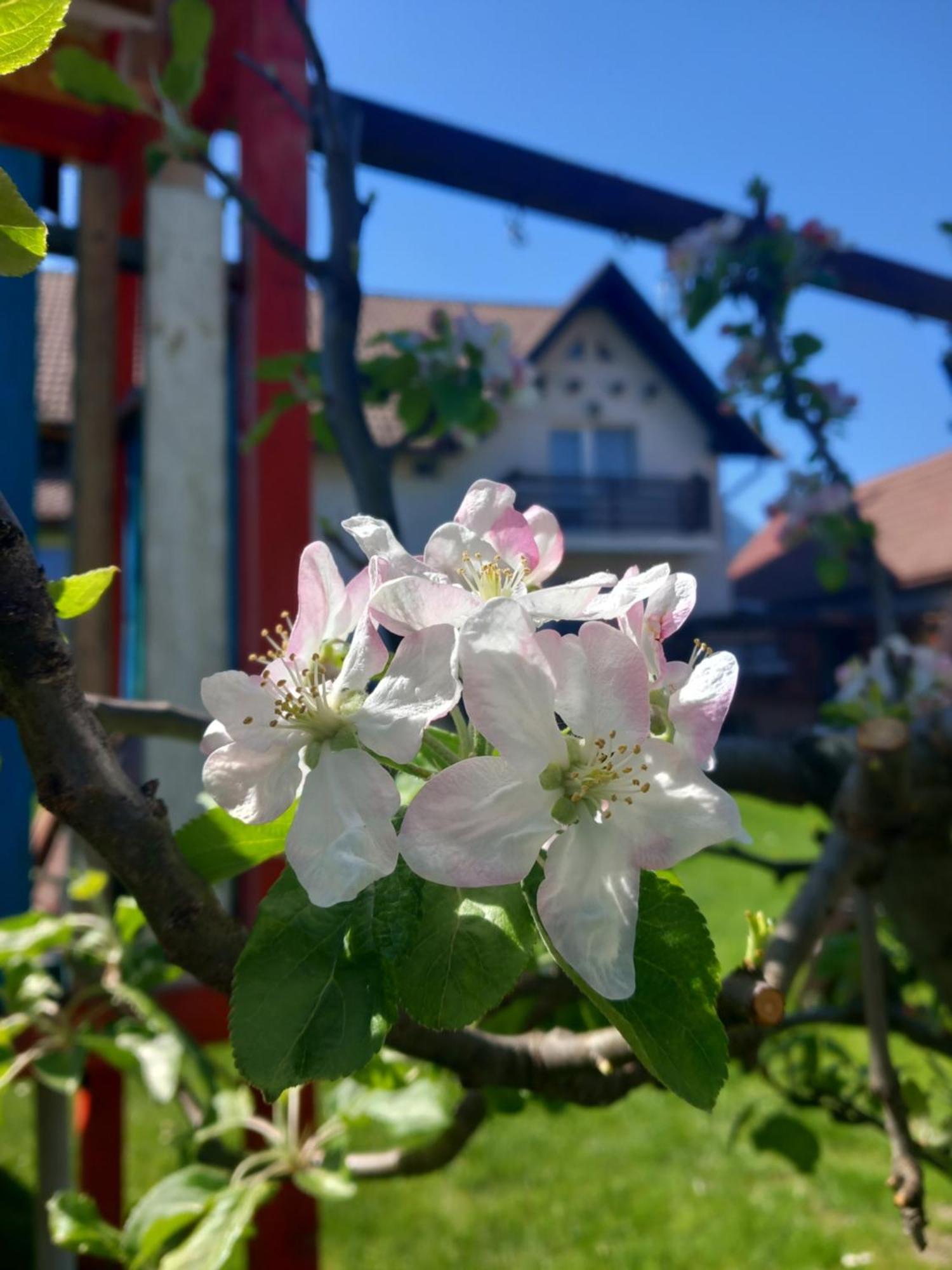 Апартаменти Edelweiss Ilinca Зернешті Екстер'єр фото
